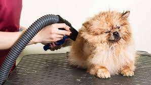 Dog Hair Dryer Buying Guide: Finding the Ideal Dryer for Your Pet post thumbnail image