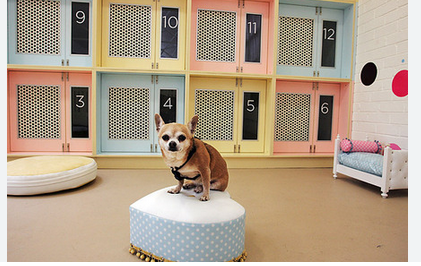 Luxurious Dog Boarding in Las Vegas: Where Comfort Meets Canine Care post thumbnail image