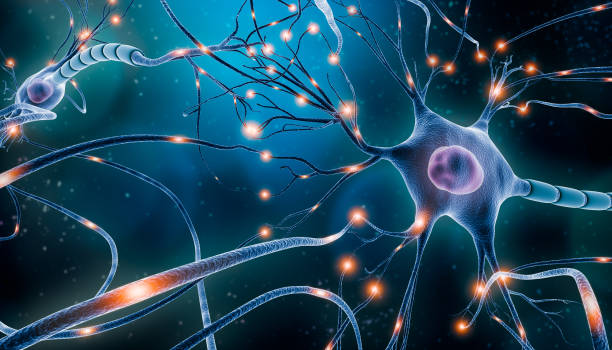 Evoke Neuroscience: Essential Nutrients for Optimum Brain Health post thumbnail image