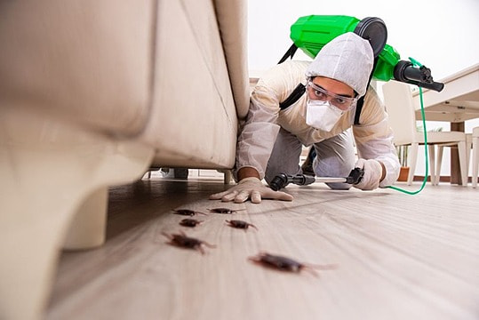 Expert Solutions: Choosing the Right Pest Control Service post thumbnail image