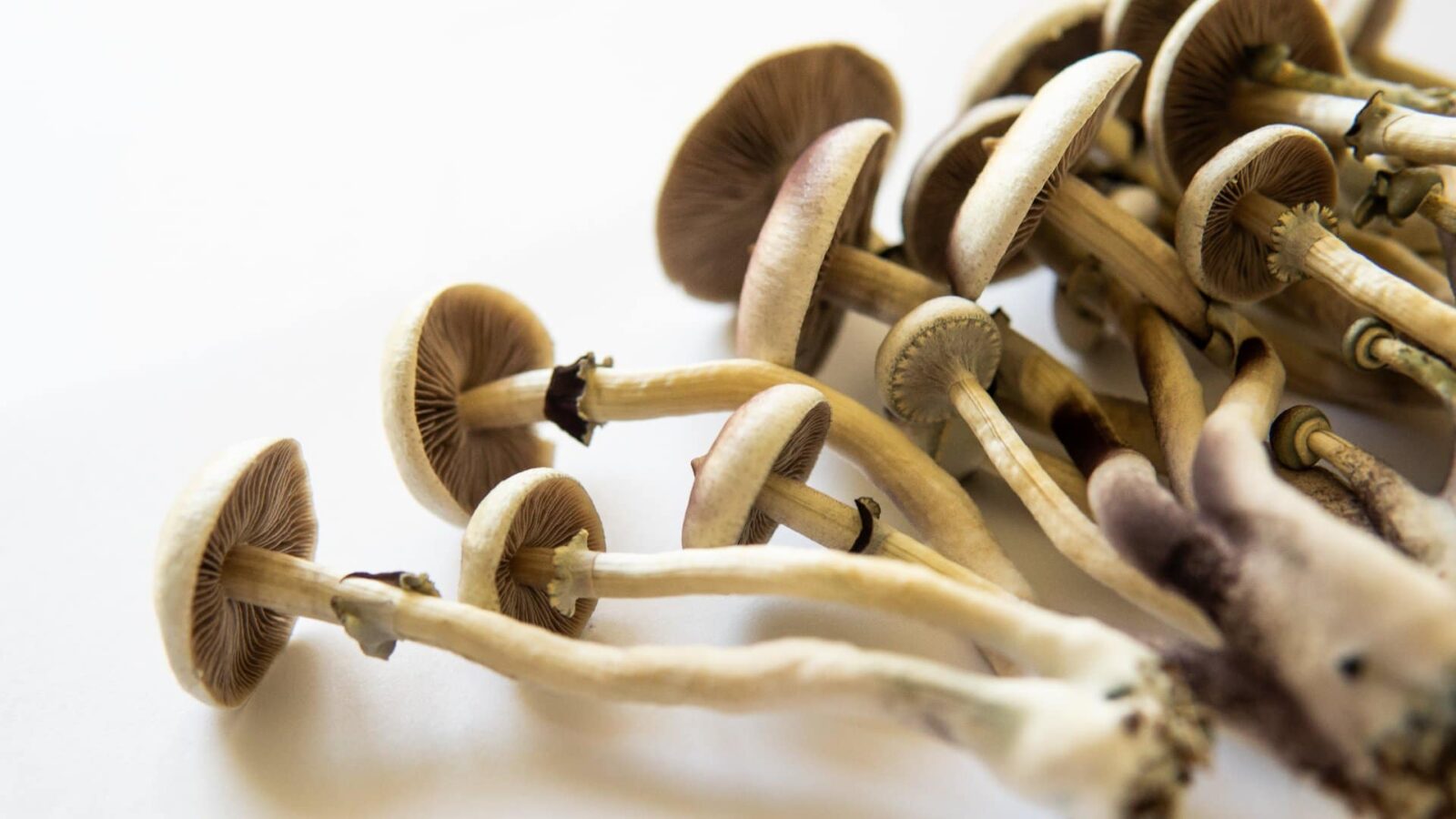 Beyond Boundaries: Embarking on a Journey with Buy Mushrooms Online post thumbnail image