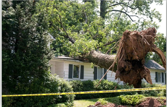 Trimming Tranquility: Richmond’s Go-To Tree Service Experts post thumbnail image