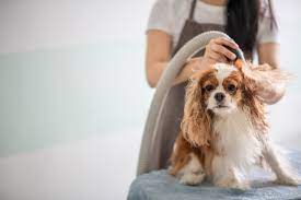 A Buyer’s Information: Leading Dog Blow Dryers in the Market post thumbnail image