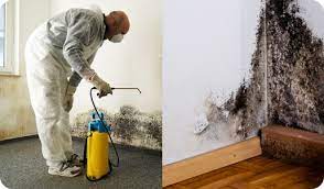 Innovative Approaches to Mold Removal Lead Acquisition post thumbnail image